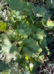 Plant name: Alumroot; Coral Bells; Heuchera Heuchera spp. 